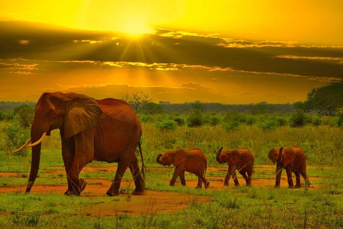 Dia Mundial do Elefante