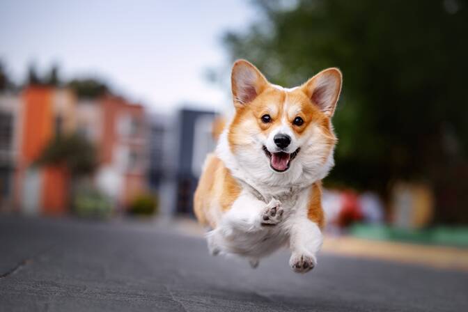 Día Nacional del Corgi Galés