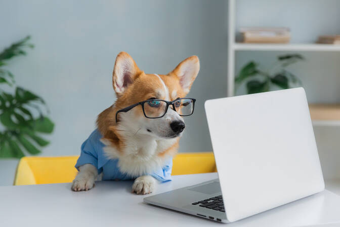 Médaille "Emmenez votre chien au travail"