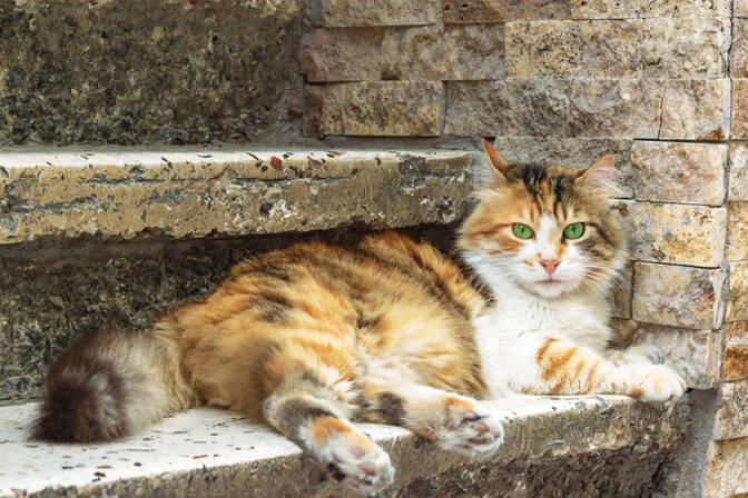 Giornata Nazionale del DNA del Gatto