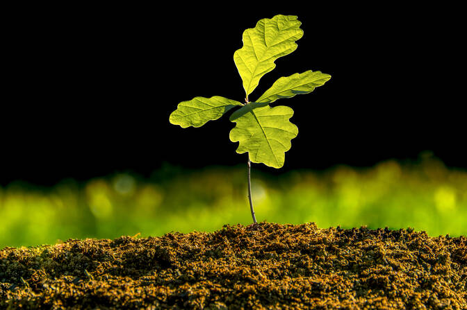 Journée nationale de l’arbre