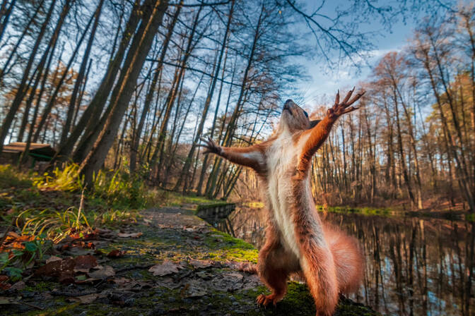 Giorno di alimentazione degli animali della foresta