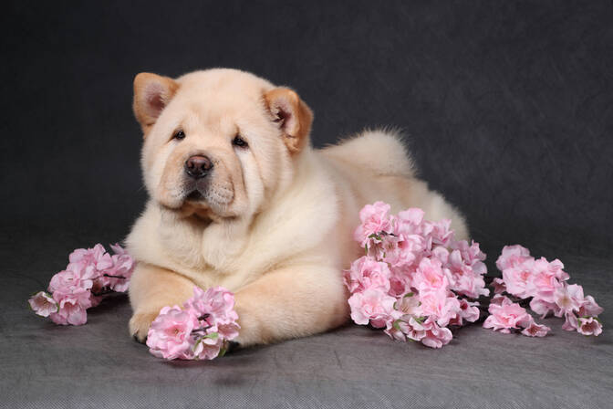 National Pet Obesity Awareness Day