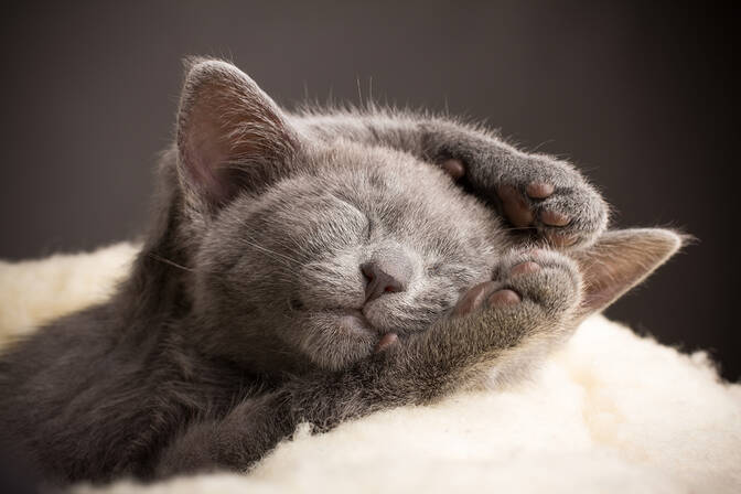 Journée nationale du chat