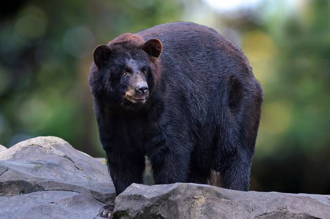 Hari Nasional Beruang Hitam