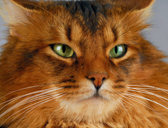 Ulusal Garfield Kedi Günü