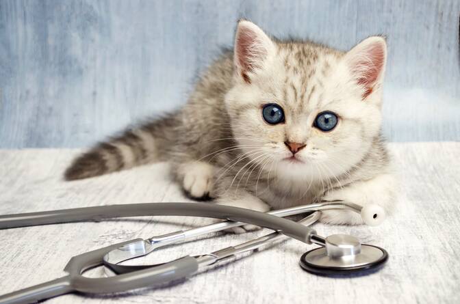 Nationalen Tag „Bring deine Katze zum Tierarzt